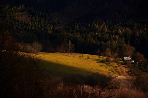 Spotlight from the sun on a small meadow with fruit trees