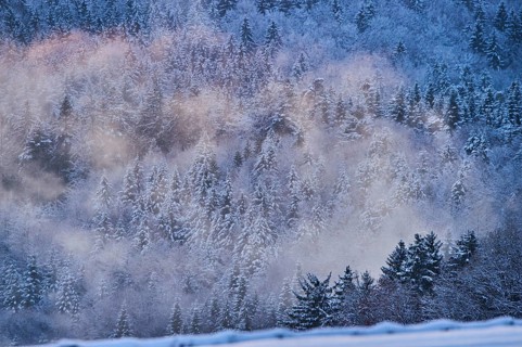 Colored Fog above a Norway spruce