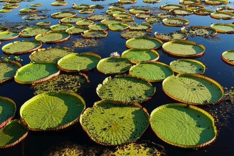Leaves of the amazon water lily