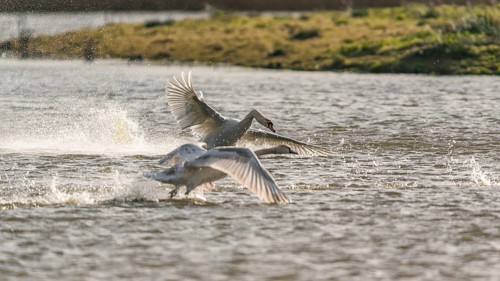 Mute Swan