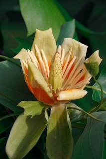 Tulip tree