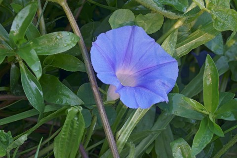 Ivy-leaved morning glory