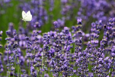 Cabbage butterfly