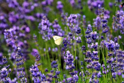 Lavender flower