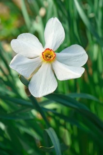 Poet daffodil Actaea
