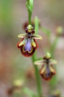 Mirror orchid