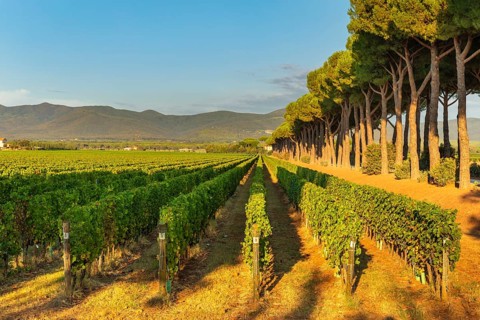 Vineyard near Bolgheri