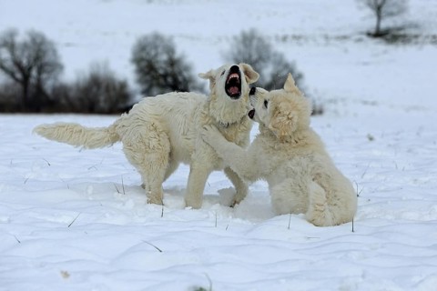 Playing Kuvasz and Podlahanski in the snow