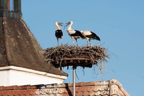 White stork