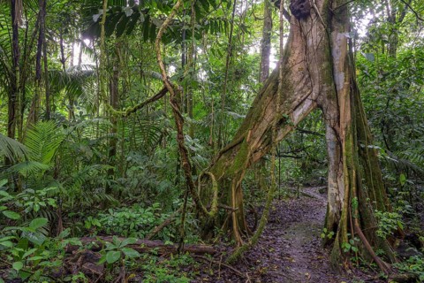 Hiking trail leads through tree with V-shaped opening