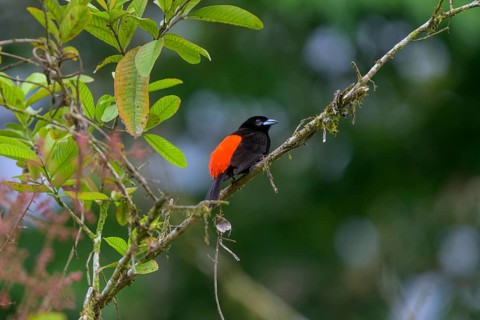 Fire-backed tanager