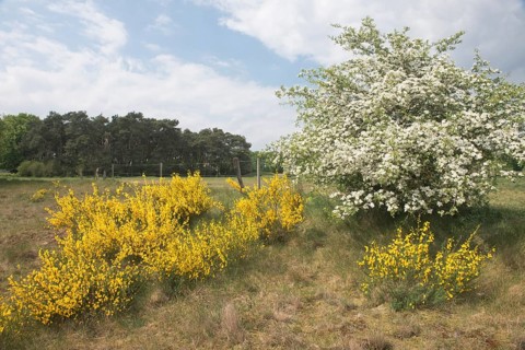 Common broom