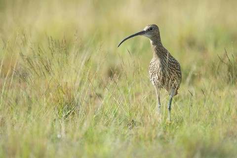 Curlew