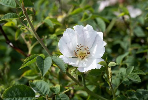 White flower