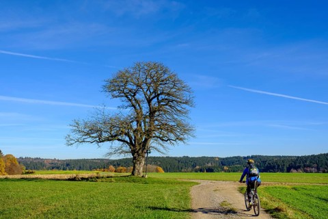 Cyclist against tree with cross near Doepshofen