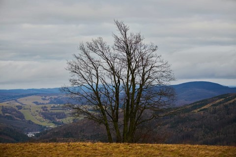 Common hornbeam