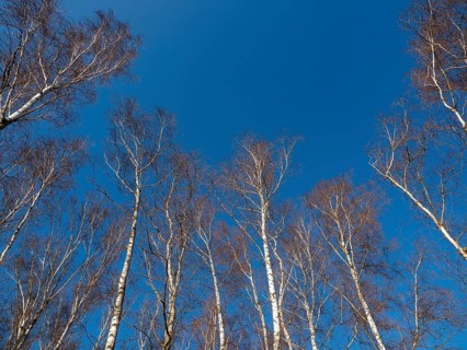 Warty birch