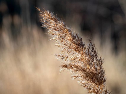 Common reed
