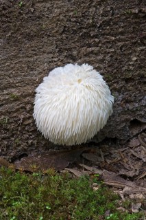 Lions mane mushroom