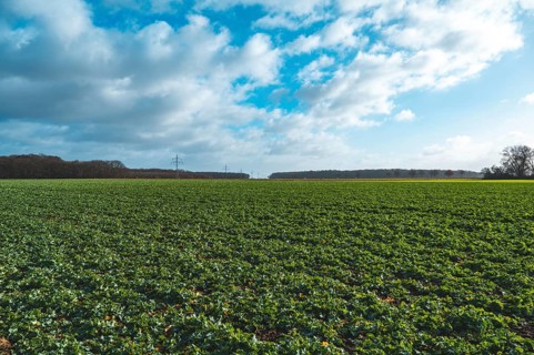 Field with winter rape