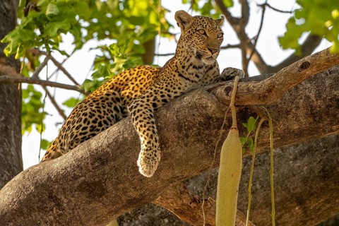 African leopard