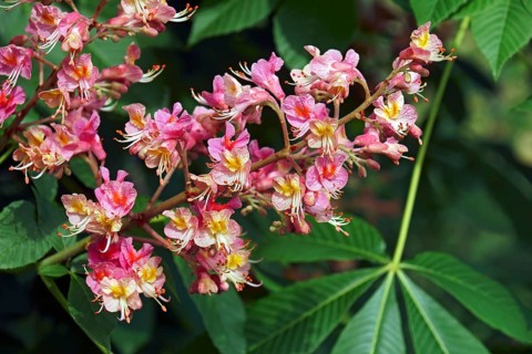 Fort McNair red horse chestnut