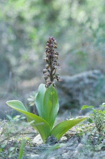 Giant orchid