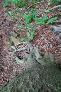 Beech roots reach into the soil