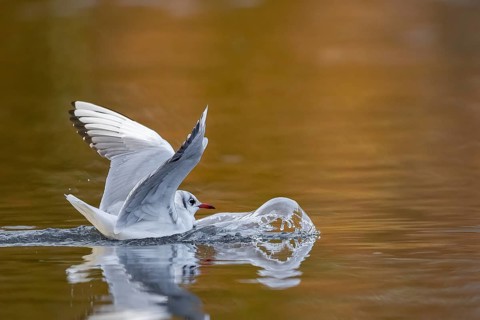A black-headed gull making a belly landing