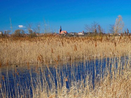Elbe meadows near Wust-Fischbeck