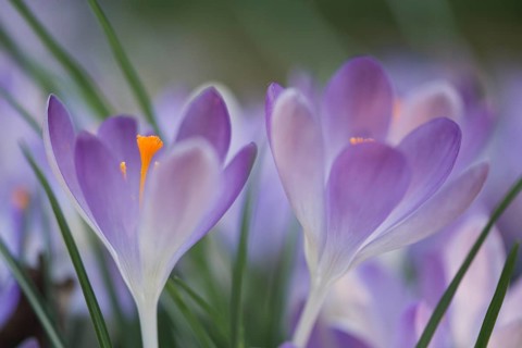 Early Crocus
