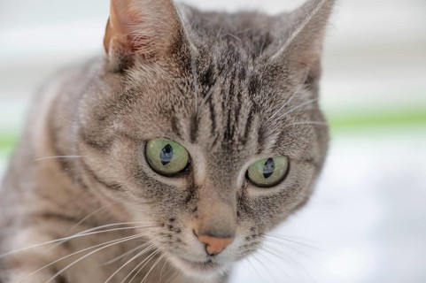Portrait of a European shorthaired felidae