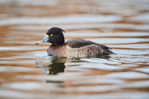 Tufted pochard
