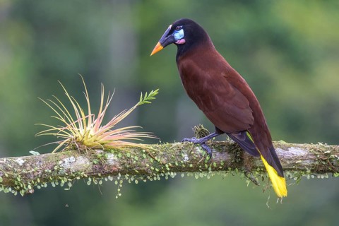 Montezuma oropendola