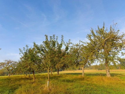 Apple trees in a row