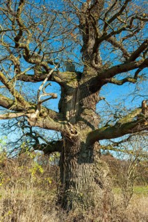 Ancient english oak