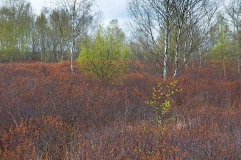 Bog myrtle