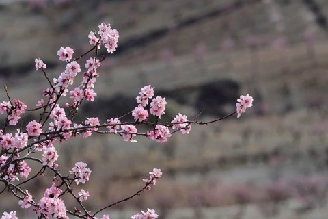 Branches of almond tree in blossom
