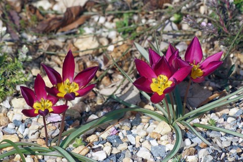 Miniature tulip