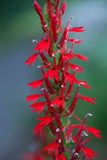 Cardinal flower