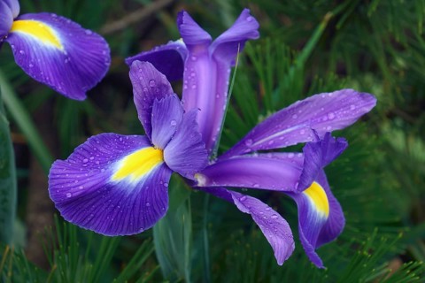Dutch iris