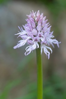 Naked man orchid