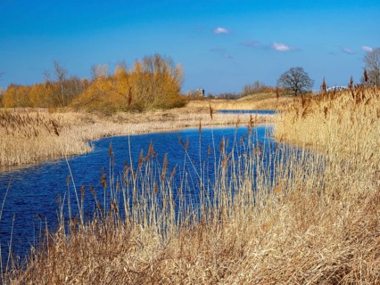 Elbe meadows near Wust-Fischbeck