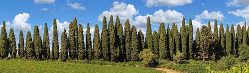 Viale dei Cipressi