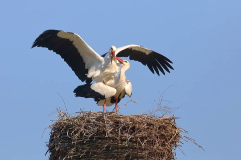 White stork