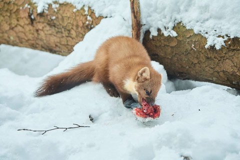 European pine marten