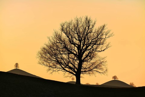 Solitary tree