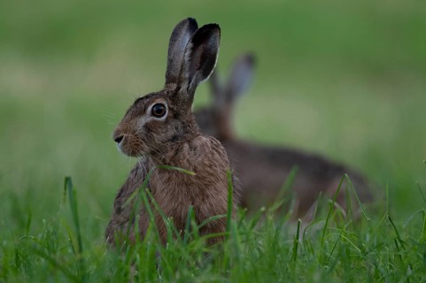 European hare