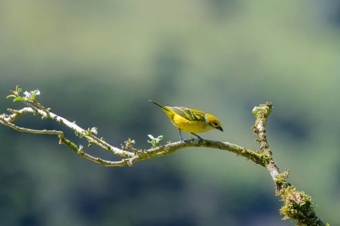 Silver-throated tanager