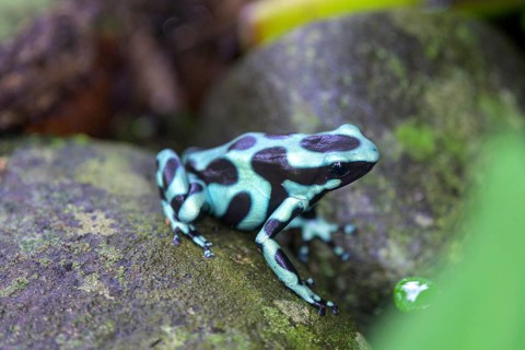 Green and black poison dart frog